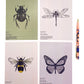 Insect entomology postcards on a white background by Jack & Orla