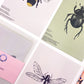 Close-up of insect entomology postcards by Jack & Orla