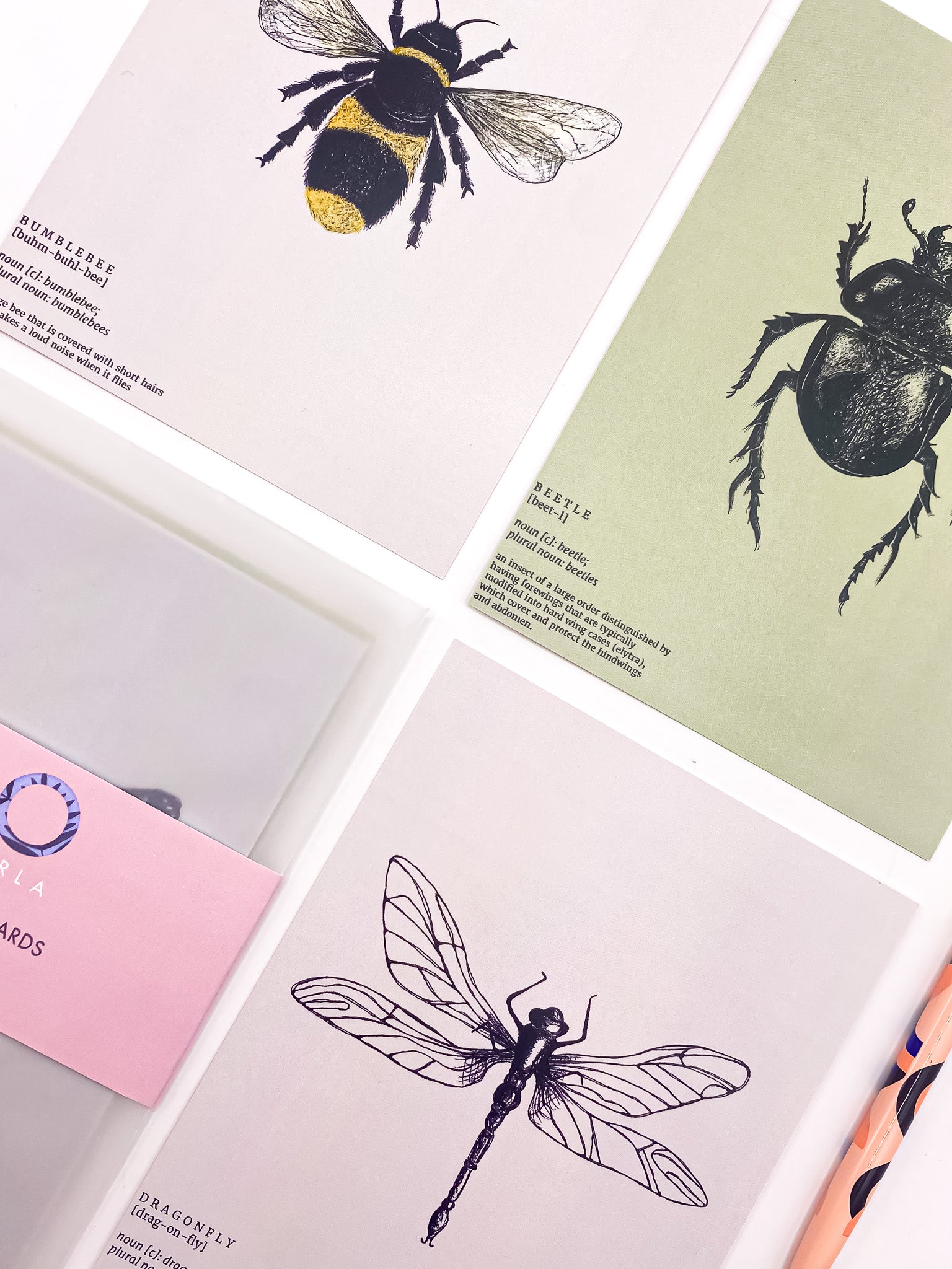 Close-up of insect entomology postcards by Jack & Orla