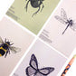 Insect entomology postcards on a white background by Jack & Orla