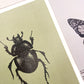 Close up of a beetle on a green postcard by Jack & Orla