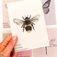 Close-up of bumblebee insect entomology postcard by Jack & Orla