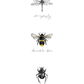 Entomology insect prints