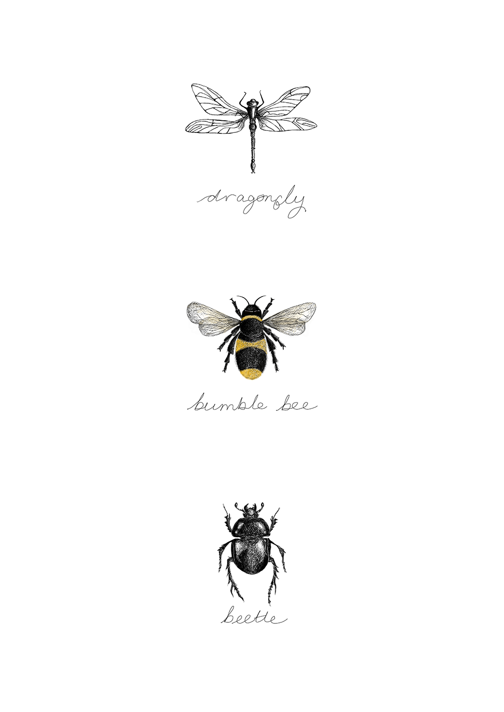 Entomology insect prints